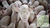 شیوع آنفولانزای خوکی در چین وهمه گیری آن